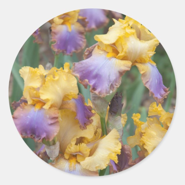 Variegated Iris Runder Aufkleber (Vorderseite)