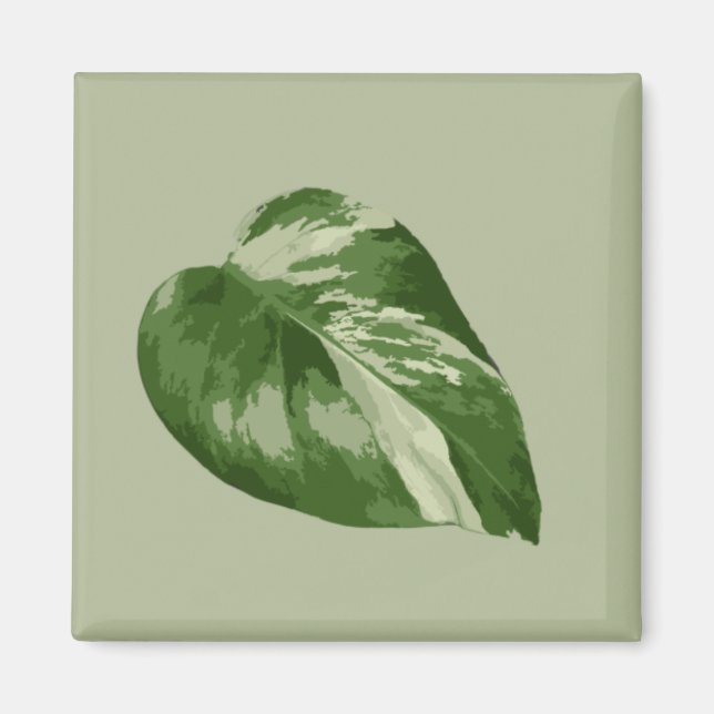 Variegated Monstera Albo Magnet (Devant)