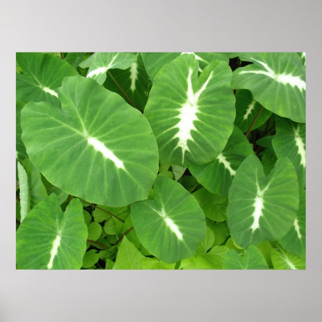 Variegated Taro Poster (Vorne)