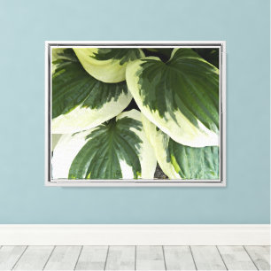 Variegierte Hosta Pflanze Floral Leinwanddruck