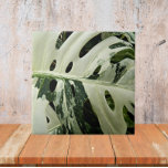 Variegierte Monstera Pflanze Botanisch Fliese<br><div class="desc">Für Pflanze Liebhaber! Keramik,  die das Foto eines Monstera Pflanze Blattes zeigt,  auch bekannt als Schweizer Käse Pflanze. Ein schönes,  blumengeschmücktes Design! Wählen Sie Ihre Kachelgröße aus. Eine tolle Küche trivet!</div>
