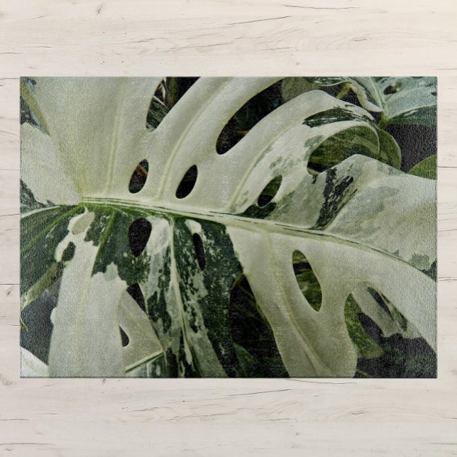 Variegierte Monstera Pflanze Botanisch Groß Schneidebrett (In Situ)