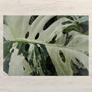 Variegierte Monstera Pflanze Botanisches Medium Schneidebrett