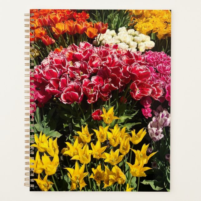 Variété de tulipes (Devant)