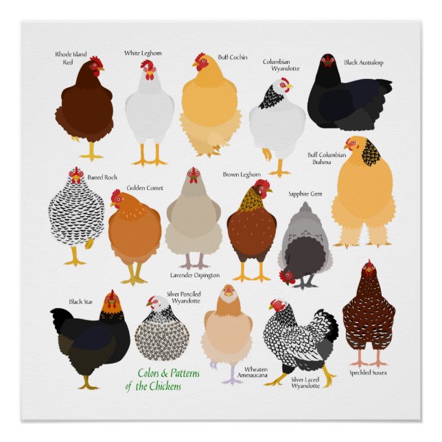 various colors&patterns chickens poster (Devant)