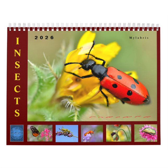 Various insects 12 month calendar kalender (Titelbild)