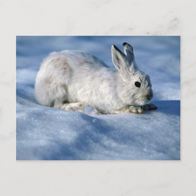 Varying Hare/Schneeschuhrabbit auf offenem Schnee Postkarte (Vorderseite)