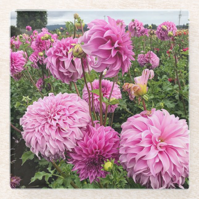Vassio Meggos Dahlia Glasuntersetzer (Vorderseite)