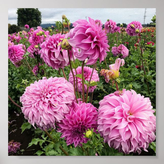 Vassio Meggos Dahlia Poster (Vorne)