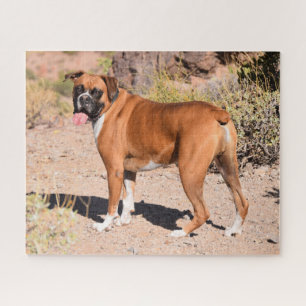 Vater-Boxer-Welpenhund