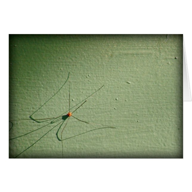 Vati-lange Beine (Vorderseite (Horizontal))