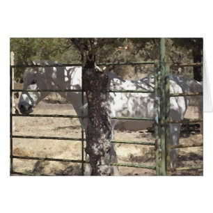 "Vato" arabisches Pferd