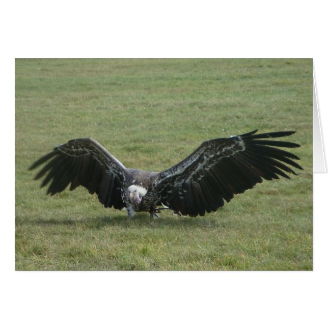 vautour noir de la proie carte photo art (Devant horizontal)
