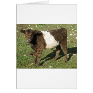 Veau de Galloway ceinturé par créancier rare