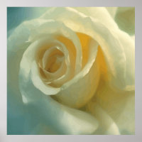 Vector White Rose