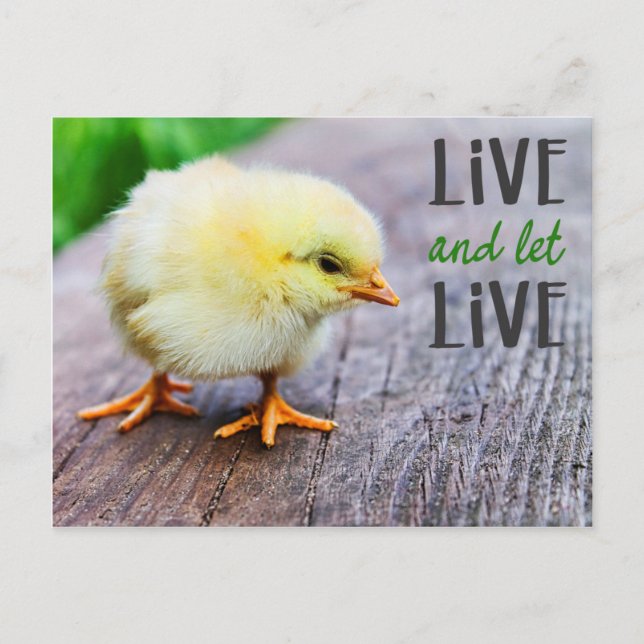 Vegan "Live and lass live" mit niedlichem Küken Postkarte (Vorderseite)