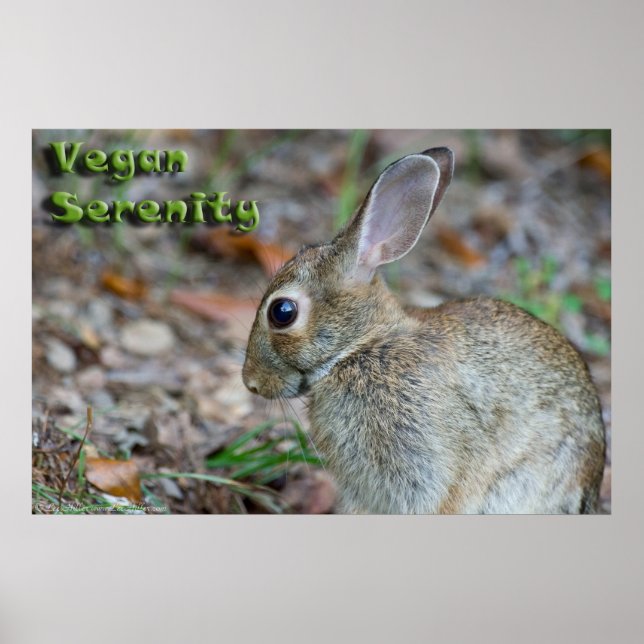 Vegan Serenity Bunny Poster (Vorne)
