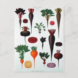 Vegetales - Bénary Postkarte