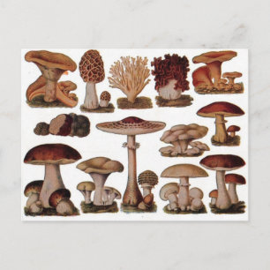 Vegetarischer Hipster Steampunk Vintage Pilz Postkarte