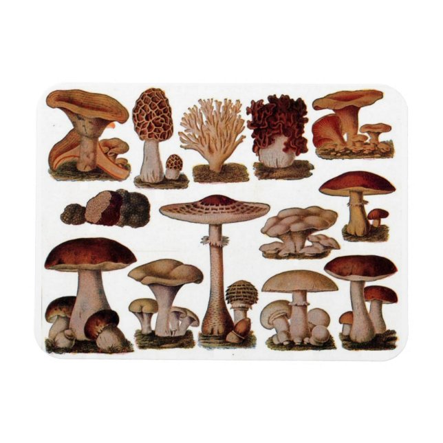 Vegetarischer Hipster Steampunk Vintagen Pilz Magnet (Horizontal)