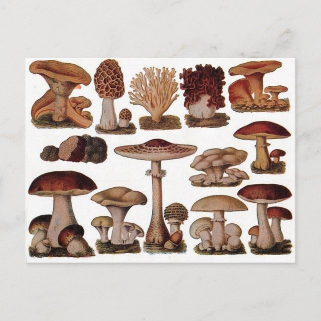 Vegetarischer Hipster Steampunk Vintagen Pilz Postkarte (Vorderseite)