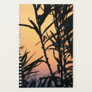 Végétation au coucher du soleil