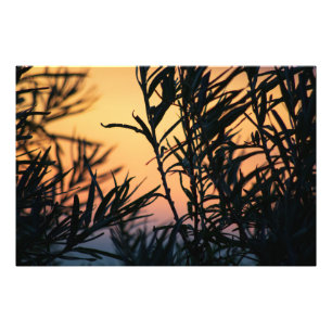 Vegetation bei Sonnenuntergang Fotodruck