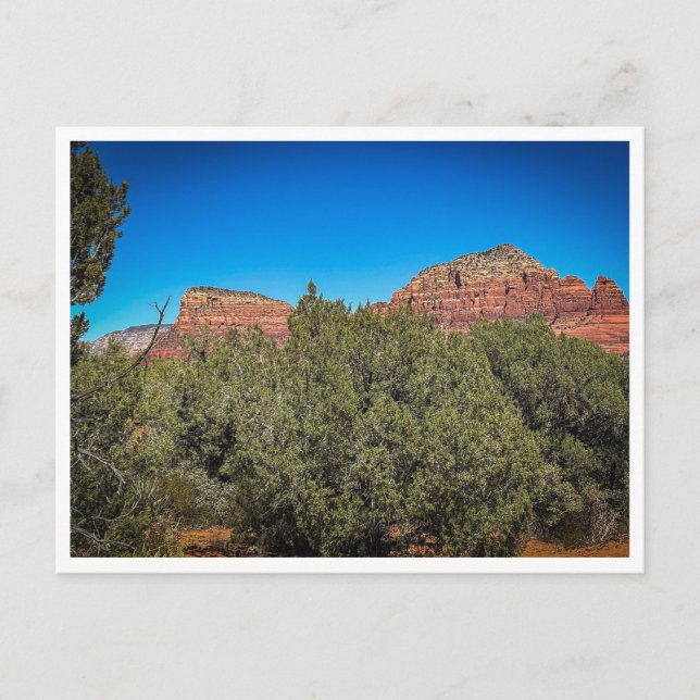 Vegetation Postkarte (Vorderseite)