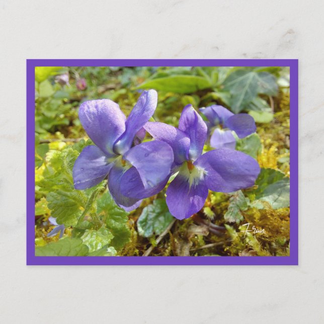 Veilchen Postkarte (Vorderseite)