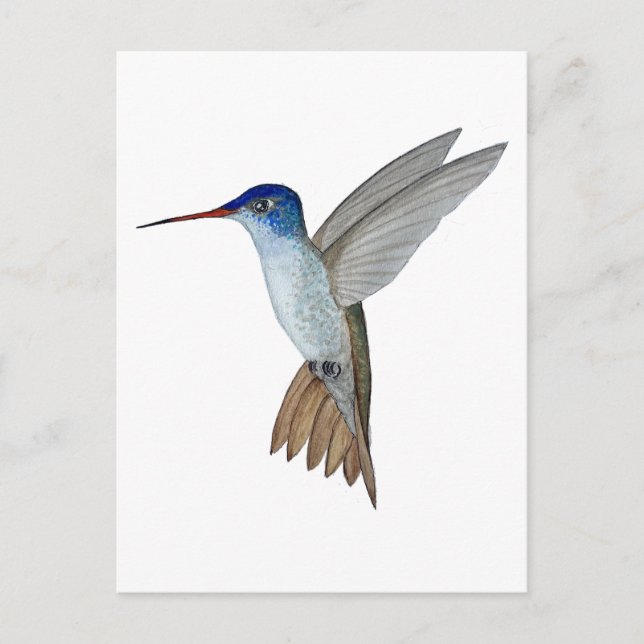 Veilchenkrönchen Postkarte (Vorderseite)