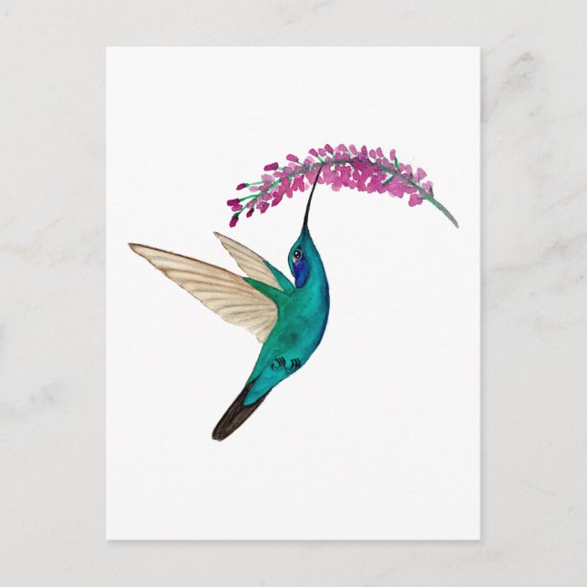 Veilchenohrkolibri Postkarte (Vorderseite)
