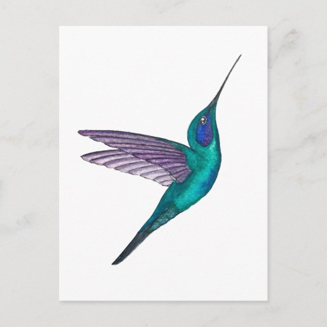 Veilchenohrkolibri Postkarte (Vorderseite)