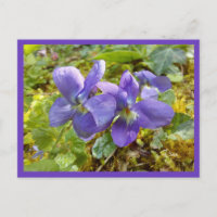 Veilchenpostkarte