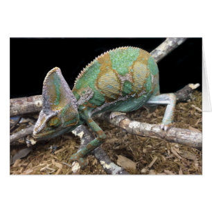 Veiled Chameleon - Der ultimative Kopf