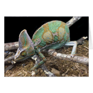 Veiled Chameleon - Der ultimative Kopf
