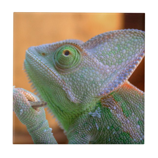 Veiled Chameleon Fliese (Vorderseite)