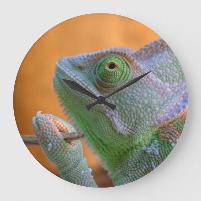 Veiled Chameleon Große Wanduhr (Vorderseite)