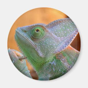 Veiled Chameleon Magnet