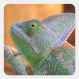 Veiled Chameleon Quadratischer Aufkleber