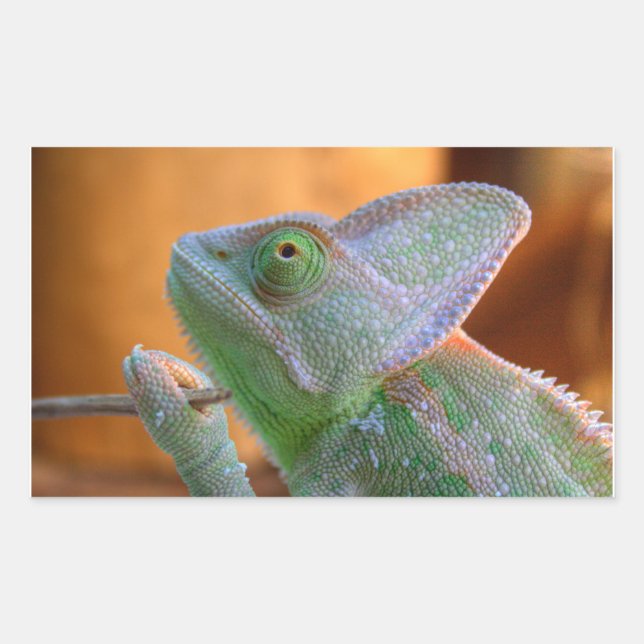 Veiled Chameleon Rechteckiger Aufkleber (Vorderseite)