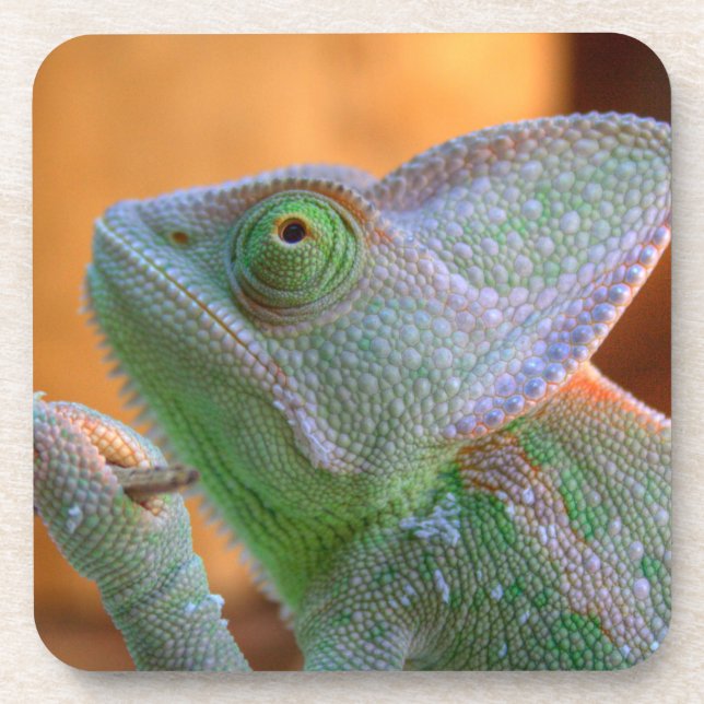 Veiled Chameleon Untersetzer (Vorderseite)
