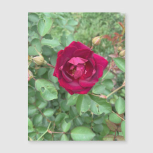 Veiled Rose Magnet