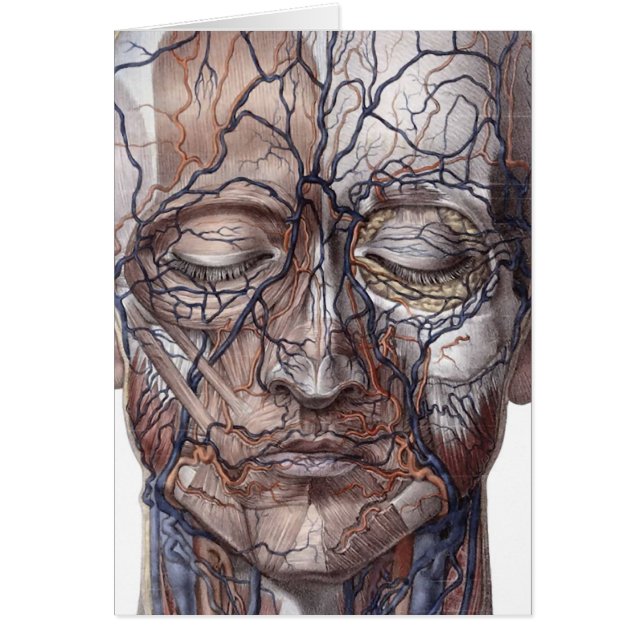 Veines et muscles principaux (Devant)