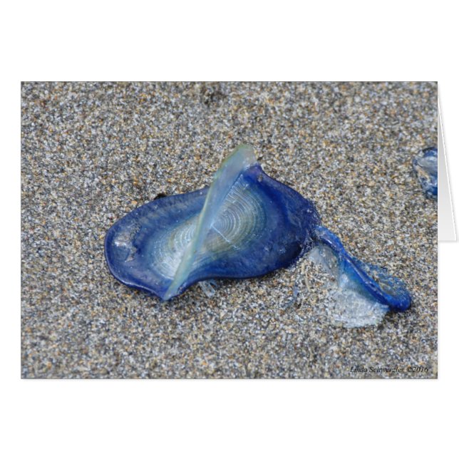 Velella Jellyfish (Vorderseite (Horizontal))