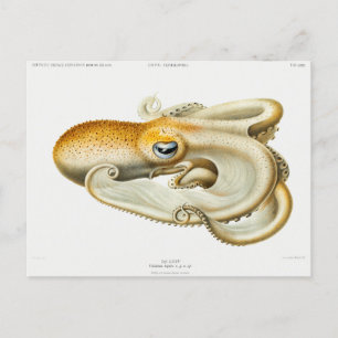 Velodona octopus von Carl Chun Postkarte