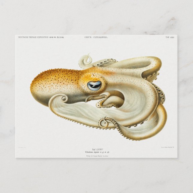 Velodona-Oktopus von Carl Chun Postkarte (Vorderseite)