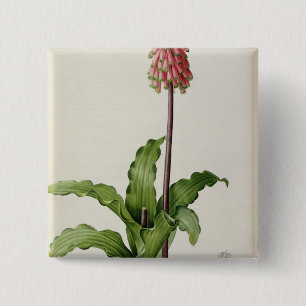 Veltheimia Capensis, von "Les Liliacees", c.1805 Button