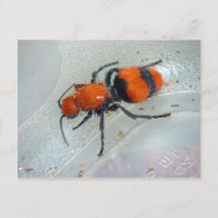Velvet Ant.