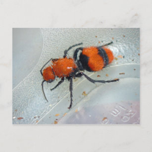 Velvet Ant. Postkarte