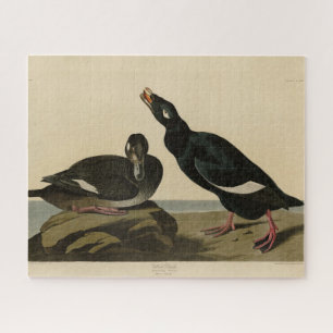 Velvet Duck - von Audubons Vögeln Amerikas